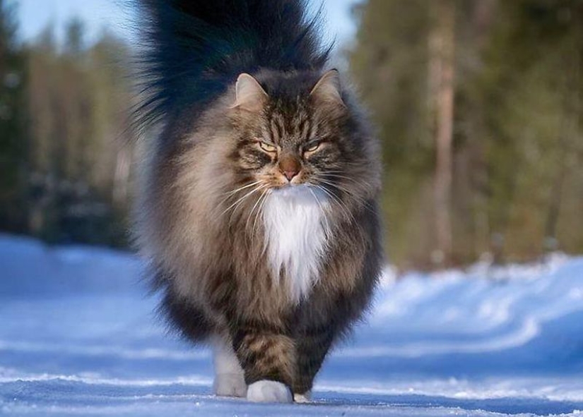 Duras gatos de Finlandia en invierno extensiones