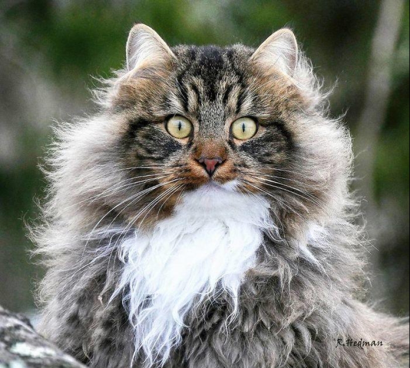 Duras gatos de Finlandia en invierno extensiones