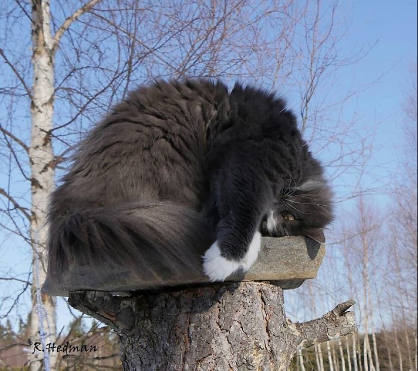 Duras gatos de Finlandia en invierno extensiones