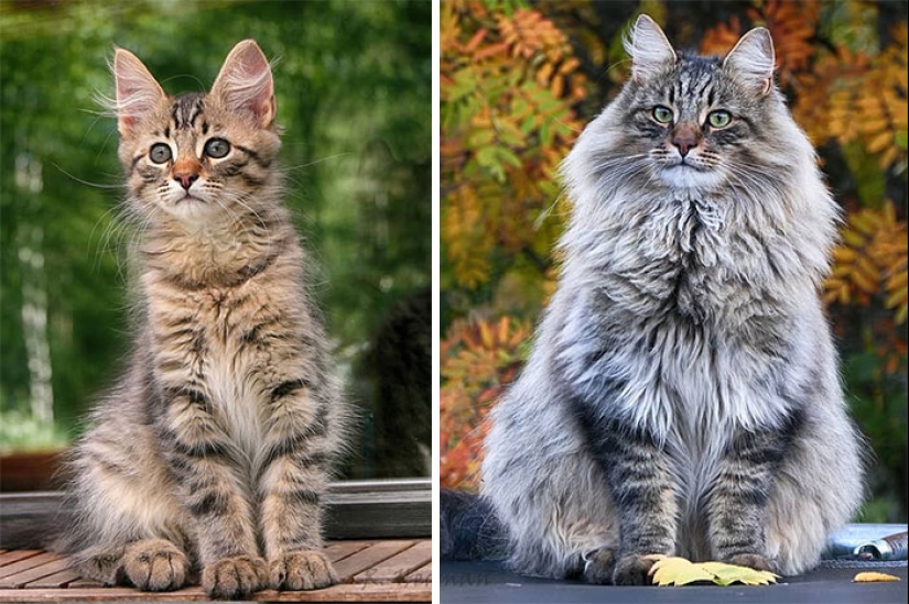 Duras gatos de Finlandia en invierno extensiones