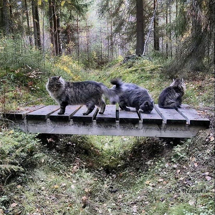 Duras gatos de Finlandia en invierno extensiones
