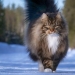 Duras gatos de Finlandia en invierno extensiones Duras gatos de Finlandia en invierno extensiones