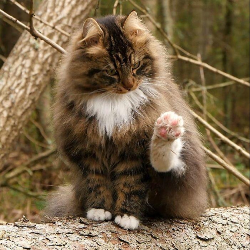 Duras gatos de Finlandia en invierno extensiones