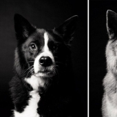 During the journey, the dog could grow up! During the journey, the dog could grow up!