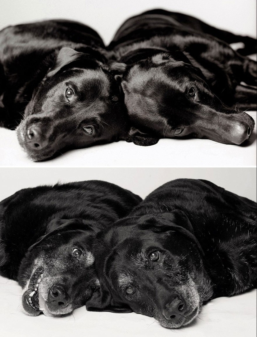 During the journey, the dog could grow up! During the journey, the dog could grow up!