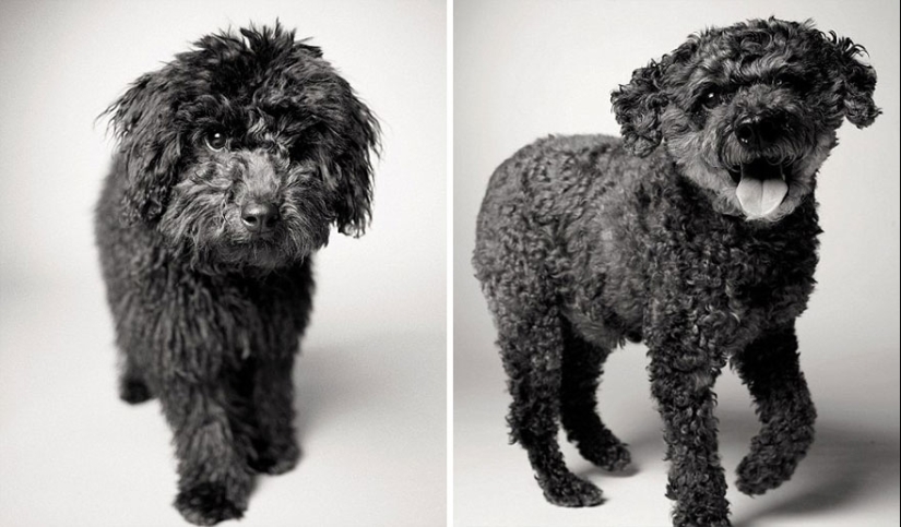 During the journey, the dog could grow up! During the journey, the dog could grow up!