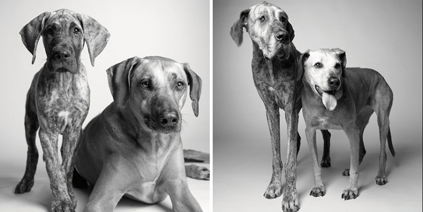During the journey, the dog could grow up! During the journey, the dog could grow up!