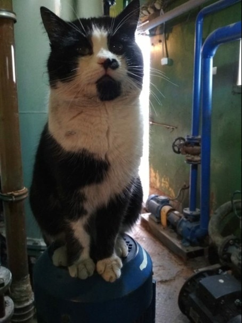 Duro trabajo de los gatos-los trabajadores: ellos nunca dicen que tienen piernas Duro trabajo de los gatos-los trabajadores: ellos nunca dicen que tienen piernas