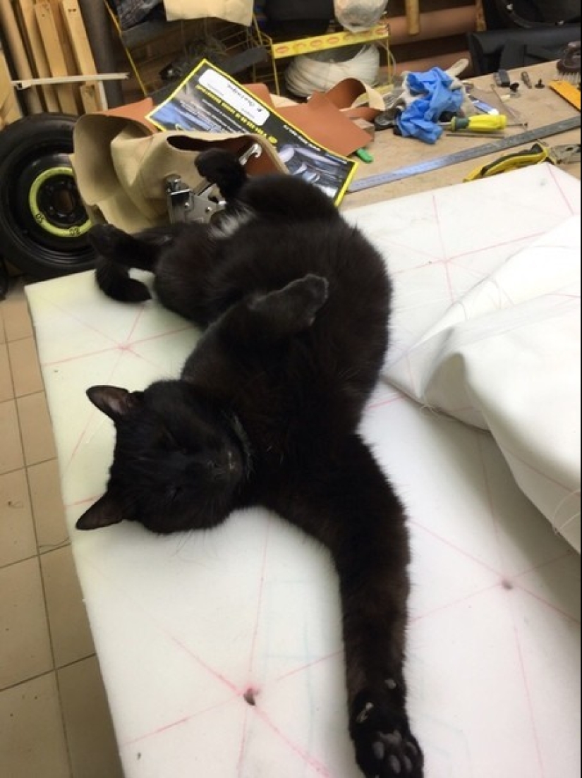 Duro trabajo de los gatos-los trabajadores: ellos nunca dicen que tienen piernas Duro trabajo de los gatos-los trabajadores: ellos nunca dicen que tienen piernas