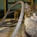 Duro trabajo de los gatos-los trabajadores: ellos nunca dicen que tienen piernas Duro trabajo de los gatos-los trabajadores: ellos nunca dicen que tienen piernas