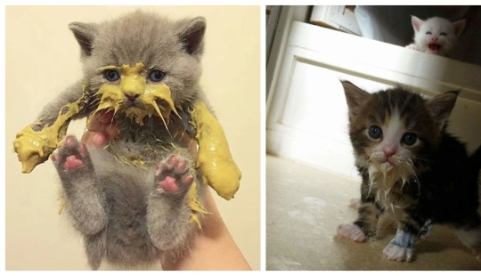 Eat, don't get wet: 20 cute kittens who don't know how to eat carefully Eat, don't get wet: 20 cute kittens who don't know how to eat carefully