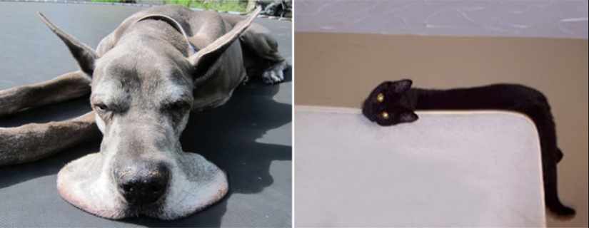 El 21 irrefutable argumento en favor de que el hecho de que los animales son líquidos