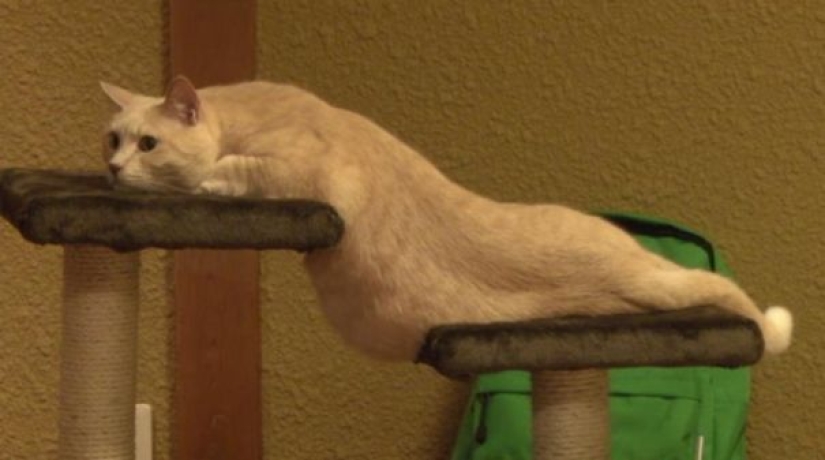 El 21 irrefutable argumento en favor de que el hecho de que los animales son líquidos