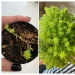 El amor y el cuidado transforman incluso las plantas: 25 fotos de transformaciones increíbles El amor y el cuidado transforman incluso las plantas: 25 fotos de transformaciones increíbles