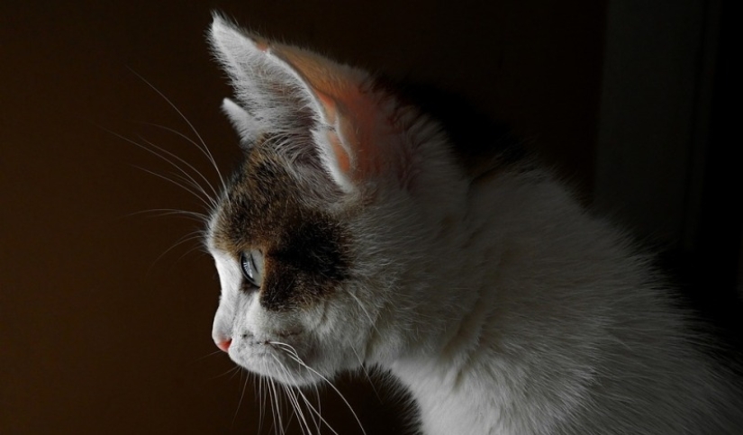 El bolsillo de Henry: lo que esconde el secreto de la anatomía de la oreja del gato