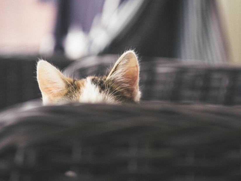 El bolsillo de Henry: lo que esconde el secreto de la anatomía de la oreja del gato