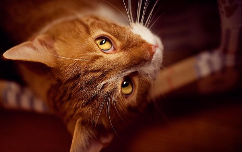 El bolsillo de Henry: lo que esconde el secreto de la anatomía de la oreja del gato