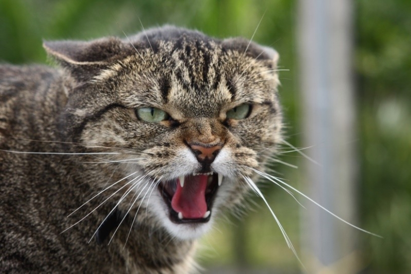 El bolsillo de Henry: lo que esconde el secreto de la anatomía de la oreja del gato