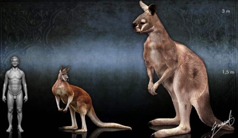 El canguro de pezuña procoptodon es un gigante extinto de Australia