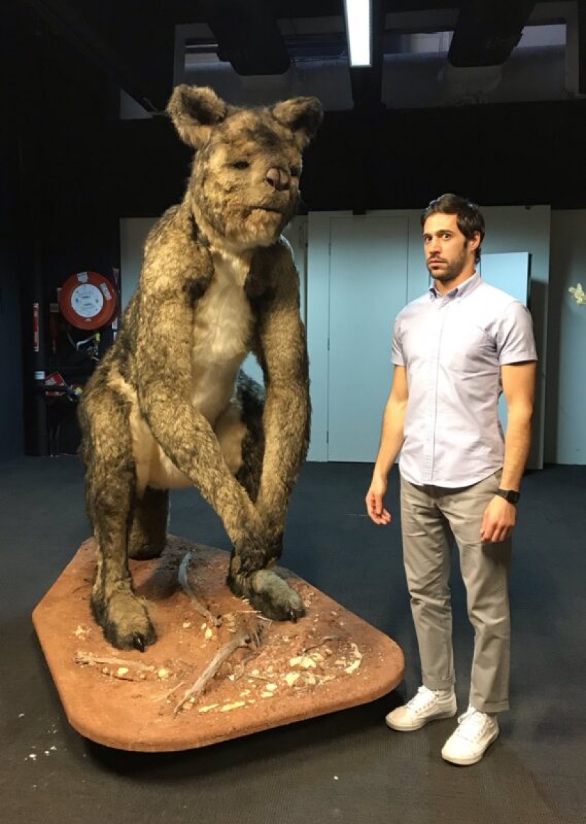 El canguro de pezuña procoptodon es un gigante extinto de Australia