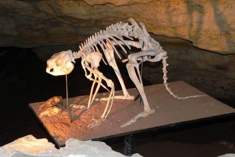 El canguro de pezuña procoptodon es un gigante extinto de Australia