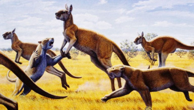 El canguro de pezuña procoptodon es un gigante extinto de Australia