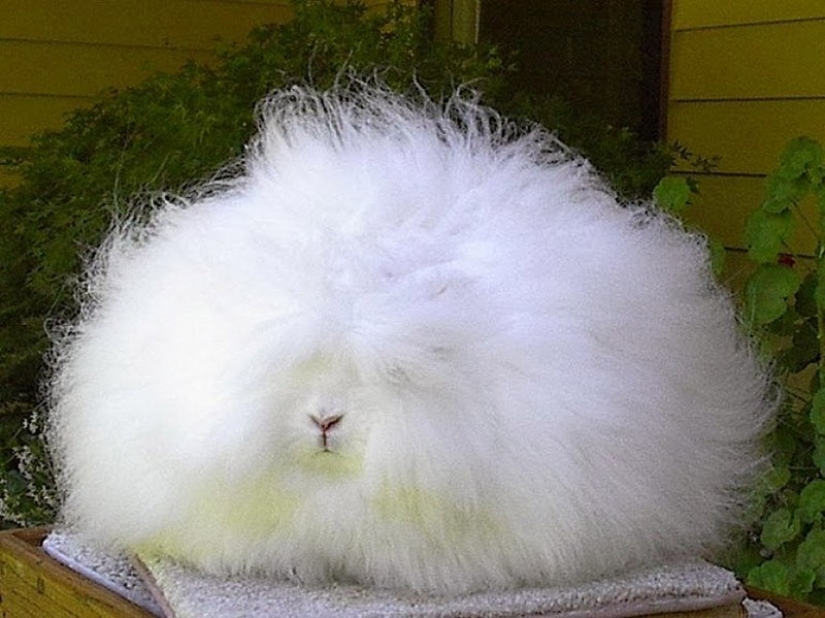 El conejo de angora es el conejo más esponjoso del mundo