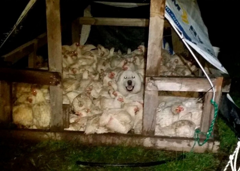 El escondite: 22 fotos que te harán mirar dos veces El escondite: 22 fotos que te harán mirar dos veces