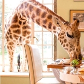 El exclusivo Giraffe Manor Hotel ofrece cenas con jirafas El exclusivo Giraffe Manor Hotel ofrece cenas con jirafas