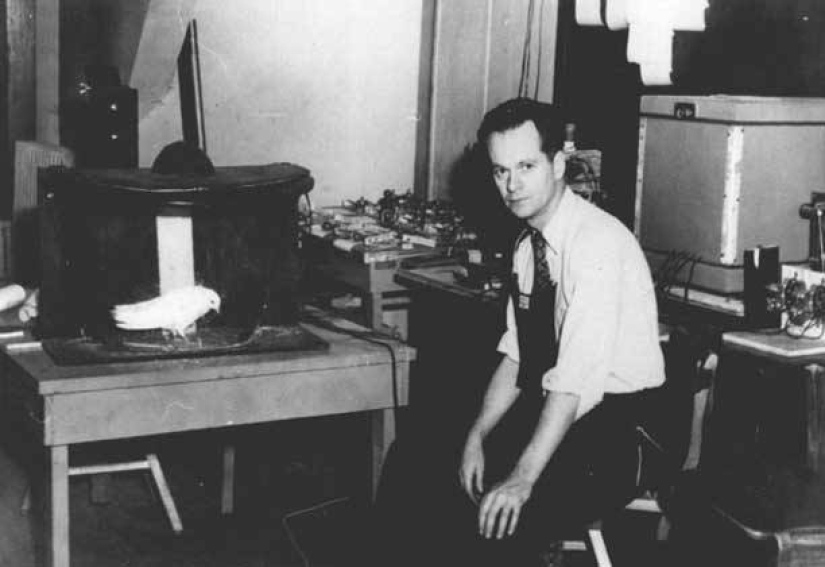 El experimento de Skinner: ¿qué tienen en común las personas supersticiosas y las palomas?