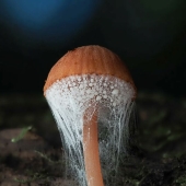 El fascinante mundo de los hongos que quizás nunca hayas visto: 16 primeros planos de Cyanesense El fascinante mundo de los hongos que quizás nunca hayas visto: 16 primeros planos de Cyanesense