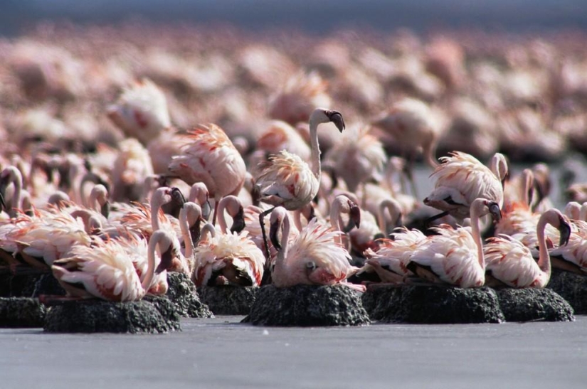 El fenómeno natural del Lago Natron