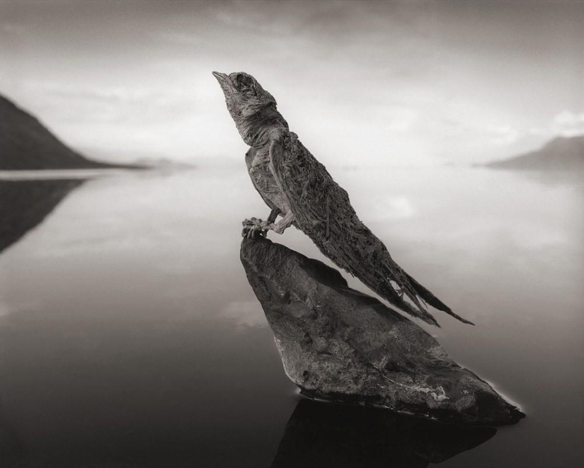 El fenómeno natural del Lago Natron