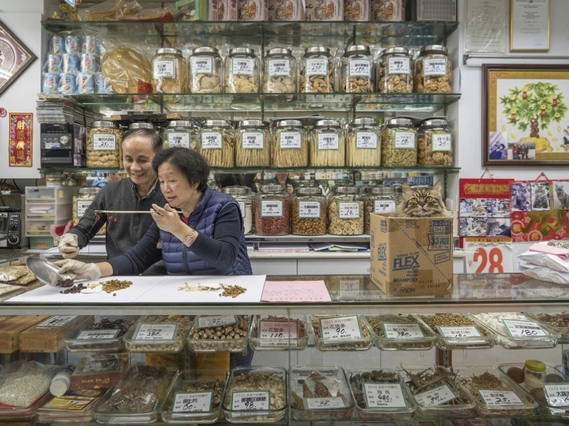 El Guardia Bigotudo: La vida secreta de los gatos en las tiendas de Hong Kong El Guardia Bigotudo: La vida secreta de los gatos en las tiendas de Hong Kong
