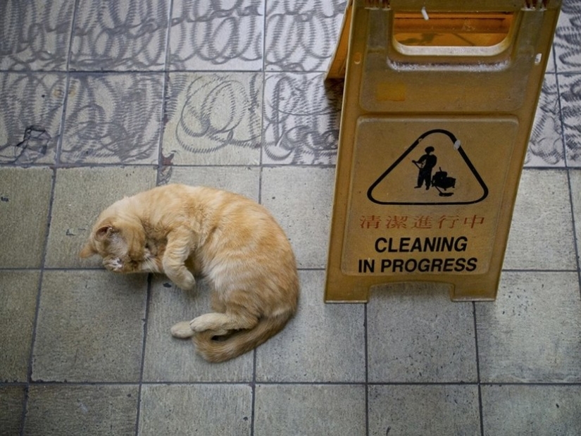 El Guardia Bigotudo: La vida secreta de los gatos en las tiendas de Hong Kong El Guardia Bigotudo: La vida secreta de los gatos en las tiendas de Hong Kong