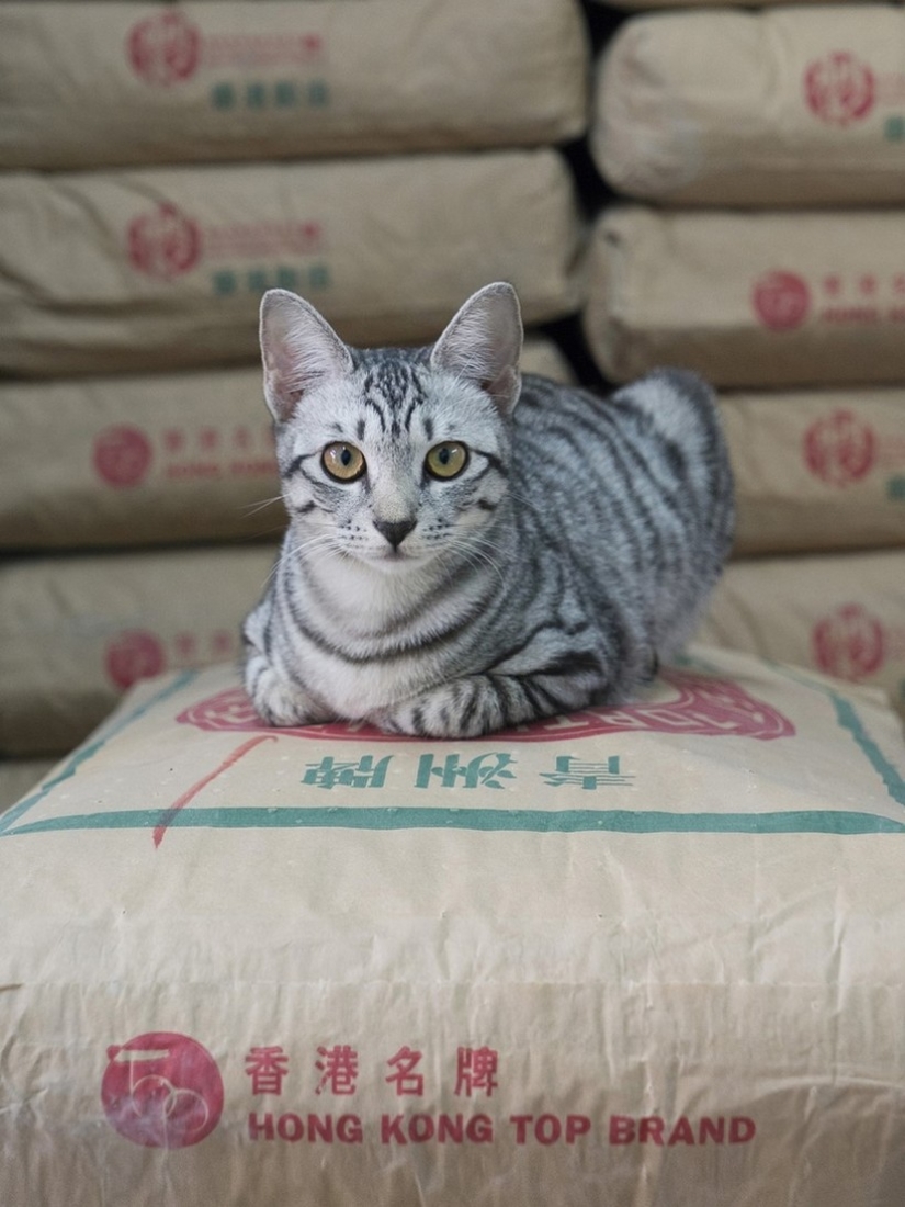 El Guardia Bigotudo: La vida secreta de los gatos en las tiendas de Hong Kong El Guardia Bigotudo: La vida secreta de los gatos en las tiendas de Hong Kong
