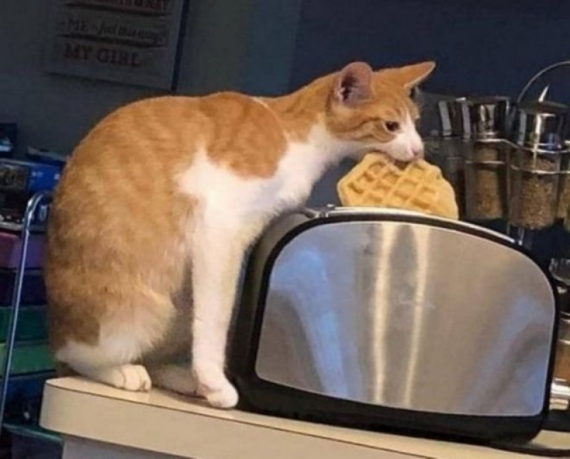 El hambre no es una tía: 25 fotos sobre un apetito maravilloso que definitivamente te hará reír El hambre no es una tía: 25 fotos sobre un apetito maravilloso que definitivamente te hará reír