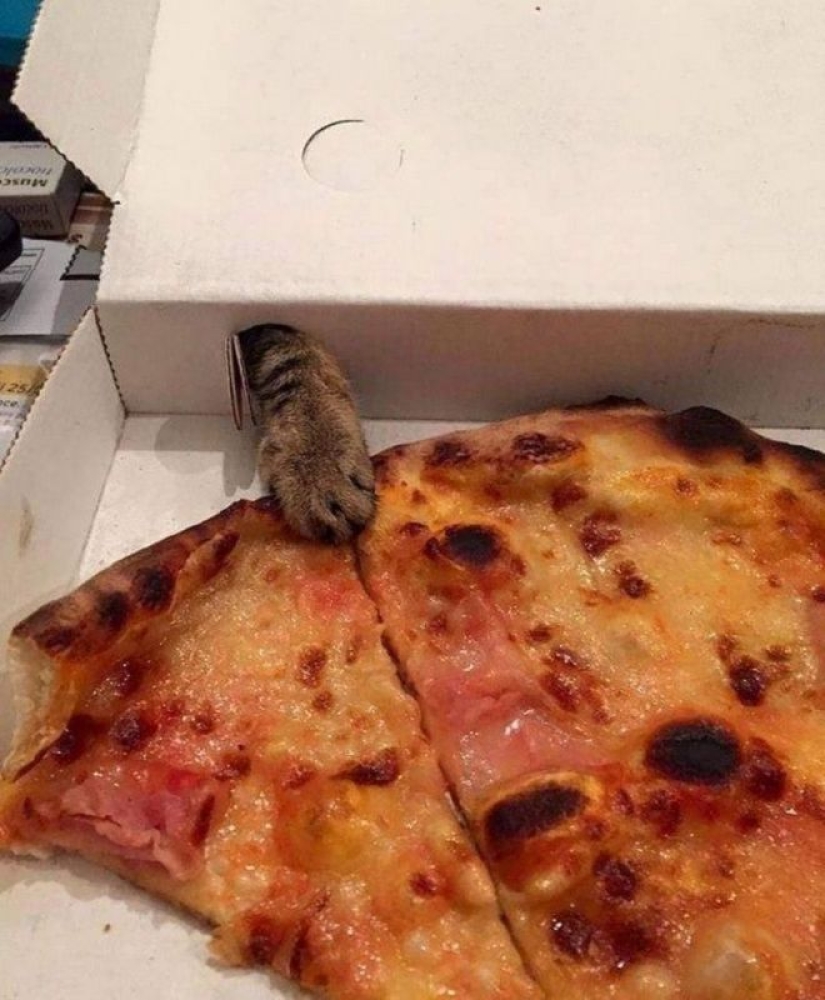 El hambre no es una tía: 25 fotos sobre un apetito maravilloso que definitivamente te hará reír El hambre no es una tía: 25 fotos sobre un apetito maravilloso que definitivamente te hará reír