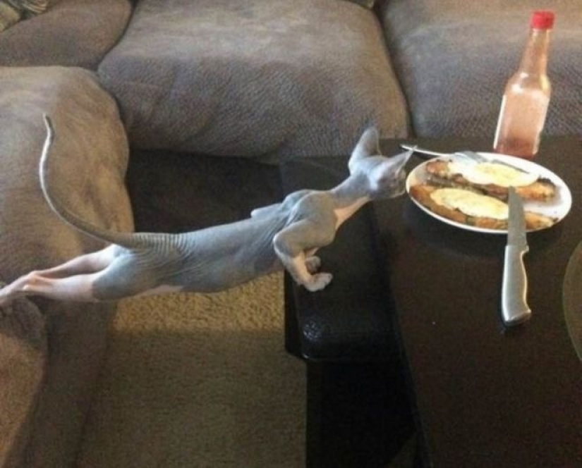 El hambre no es una tía: 25 fotos sobre un apetito maravilloso que definitivamente te hará reír El hambre no es una tía: 25 fotos sobre un apetito maravilloso que definitivamente te hará reír