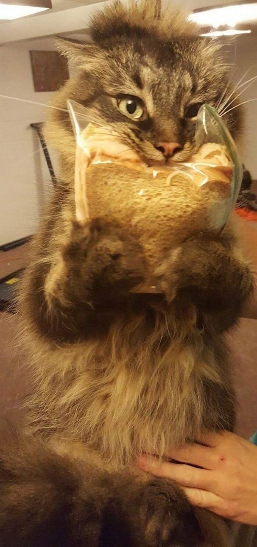 El hambre no es una tía: 25 fotos sobre un apetito maravilloso que definitivamente te hará reír El hambre no es una tía: 25 fotos sobre un apetito maravilloso que definitivamente te hará reír