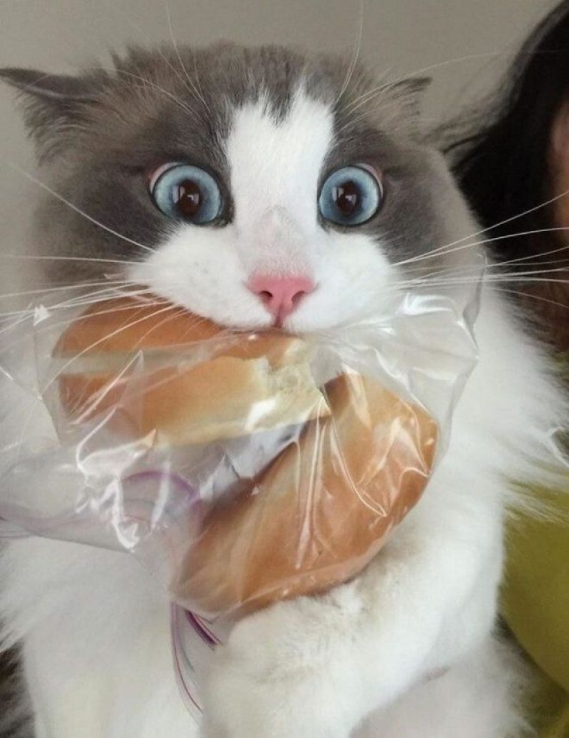 El hambre no es una tía: 25 fotos sobre un apetito maravilloso que definitivamente te hará reír El hambre no es una tía: 25 fotos sobre un apetito maravilloso que definitivamente te hará reír