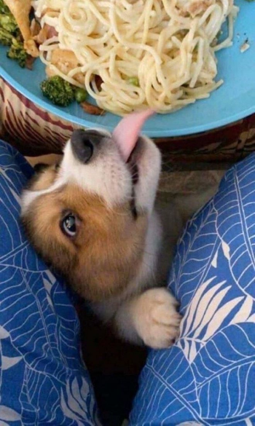 El hambre no es una tía: 25 fotos sobre un apetito maravilloso que definitivamente te hará reír El hambre no es una tía: 25 fotos sobre un apetito maravilloso que definitivamente te hará reír