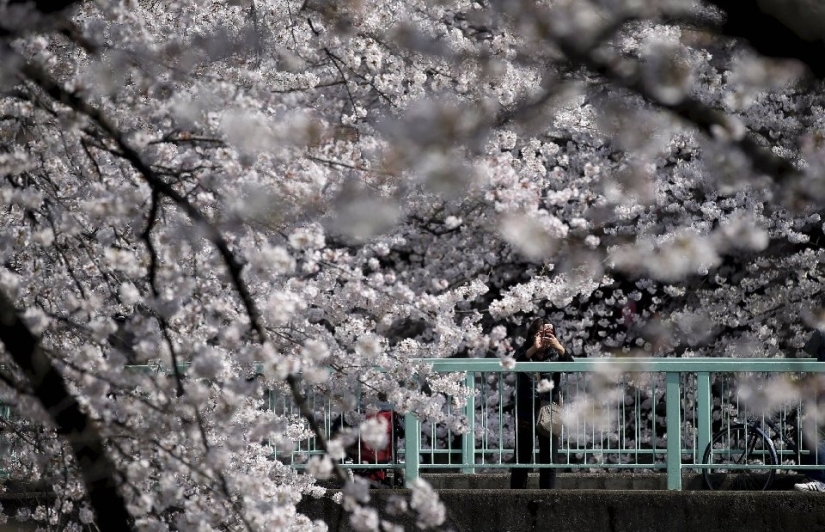 El Hanami es una tradición japonesa de admirar los cerezos en flor