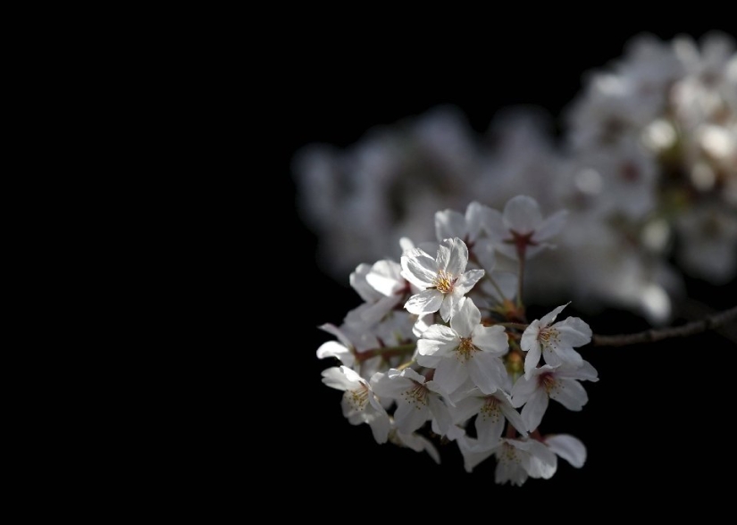 El Hanami es una tradición japonesa de admirar los cerezos en flor