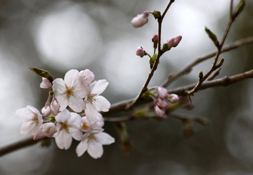 El Hanami es una tradición japonesa de admirar los cerezos en flor