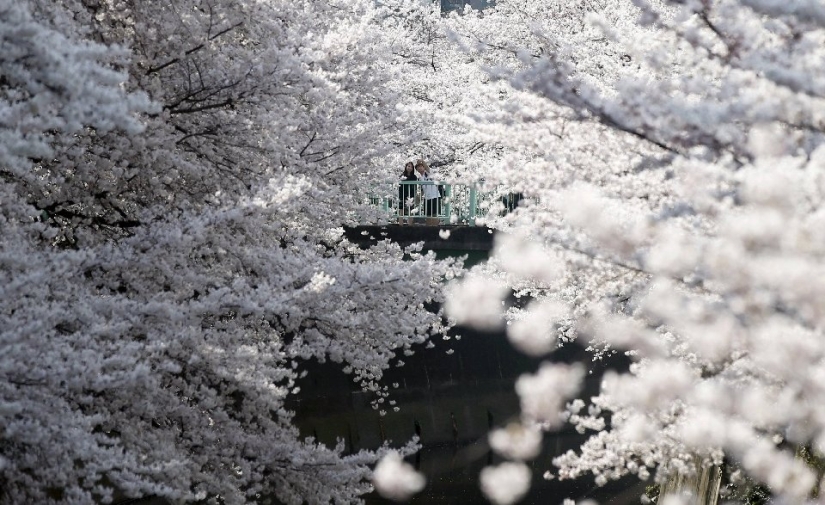 El Hanami es una tradición japonesa de admirar los cerezos en flor