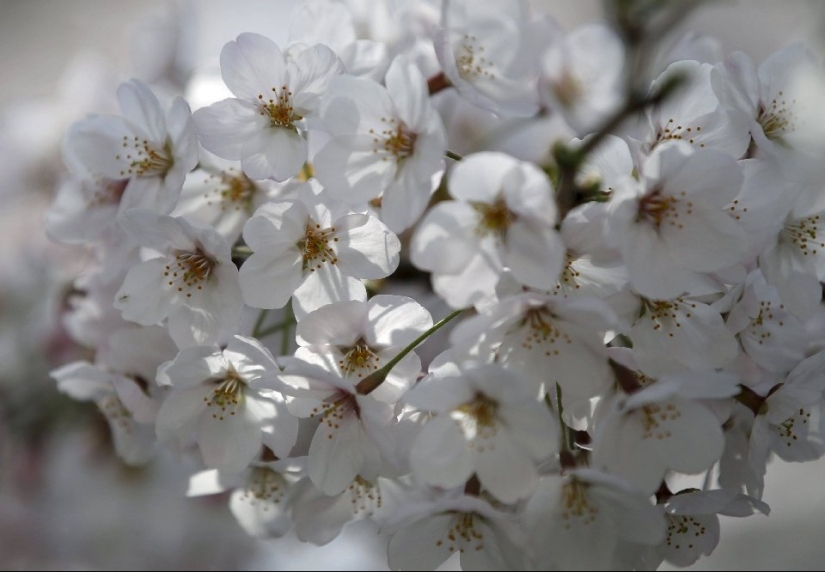El Hanami es una tradición japonesa de admirar los cerezos en flor