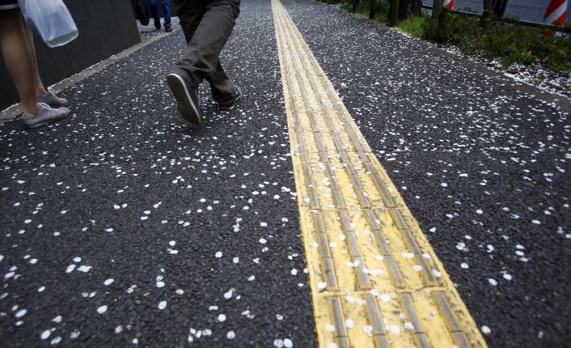 El Hanami es una tradición japonesa de admirar los cerezos en flor