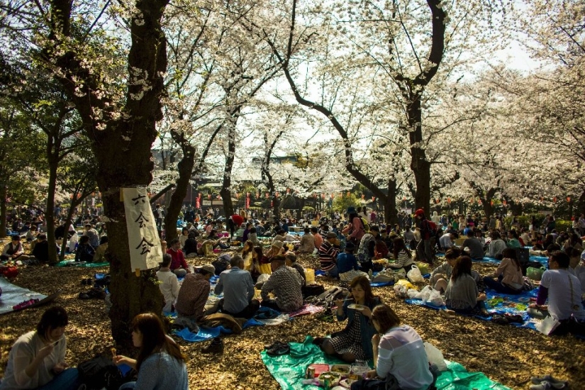 El Hanami es una tradición japonesa de admirar los cerezos en flor