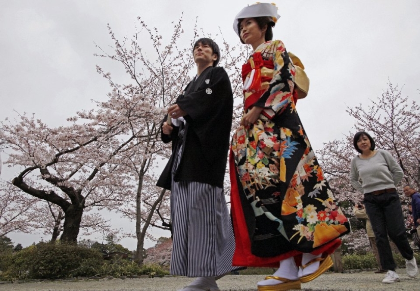 El Hanami es una tradición japonesa de admirar los cerezos en flor